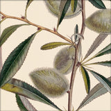 Almond Close Up. Mini Print