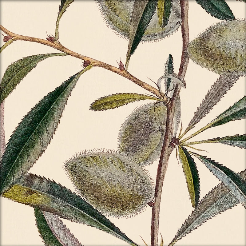 Almond Close Up. Mini Print