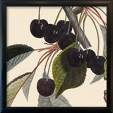 Black Cherries Close Up. Mini Print