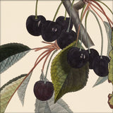 Black Cherries Close Up. Mini Print
