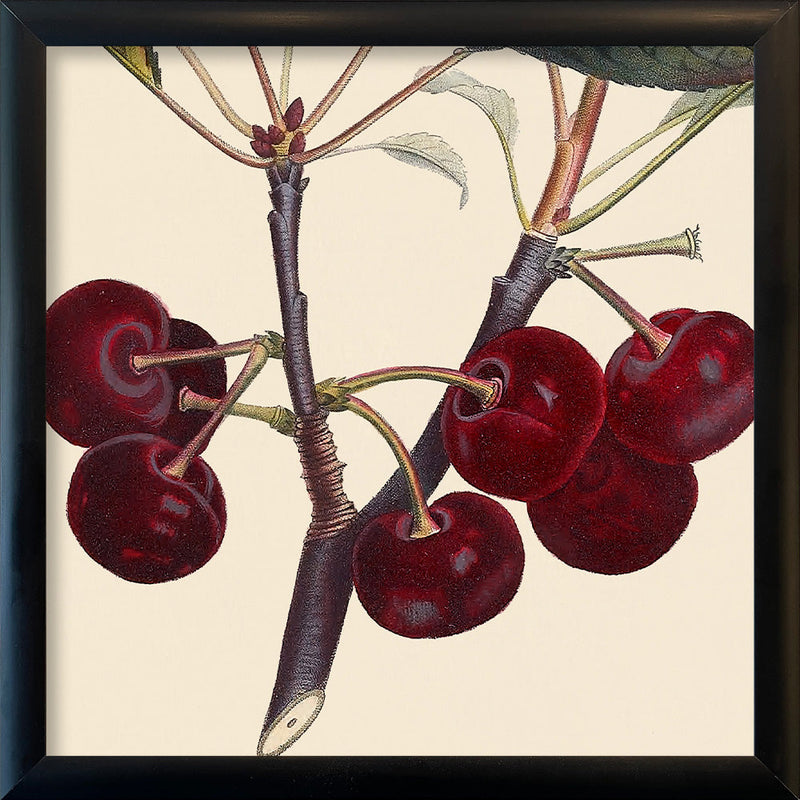 Red Cherries Close Up. Mini Print