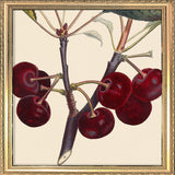 Red Cherries Close Up. Mini Print