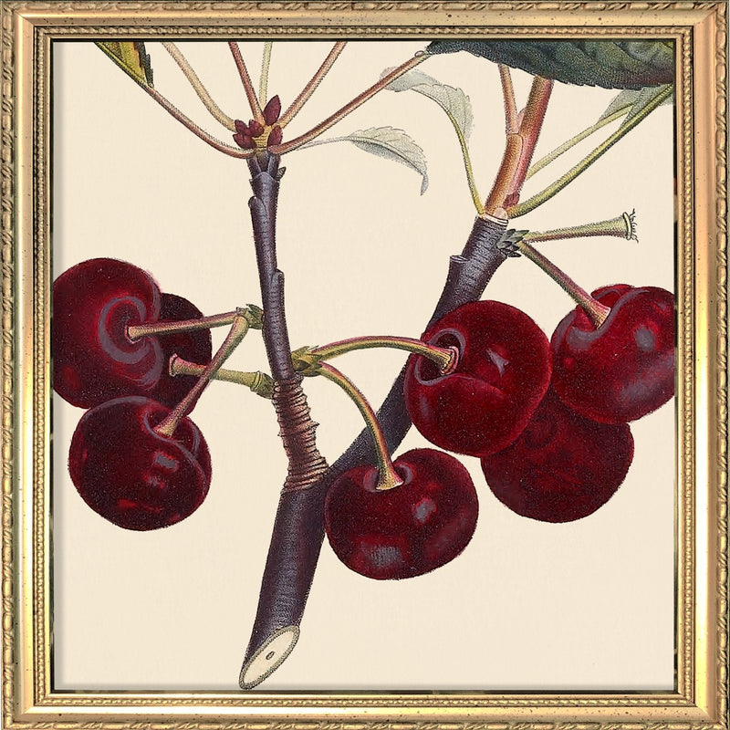 Red Cherries Close Up. Mini Print