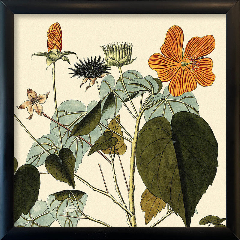 Sida Mauritiana Close Up. Mini Print