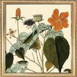 Sida Mauritiana Close Up. Mini Print