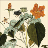 Sida Mauritiana Close Up. Mini Print