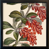 Epine Vinette Close Up. Mini Print