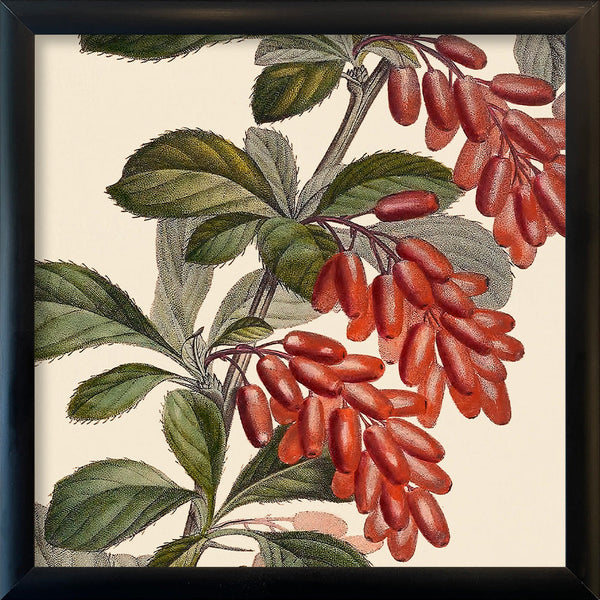 Epine Vinette Close Up. Mini Print