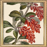 Epine Vinette Close Up. Mini Print