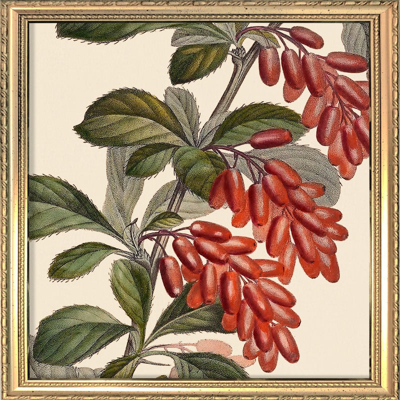 Epine Vinette Close Up. Mini Print