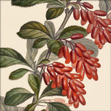 Epine Vinette Close Up. Mini Print