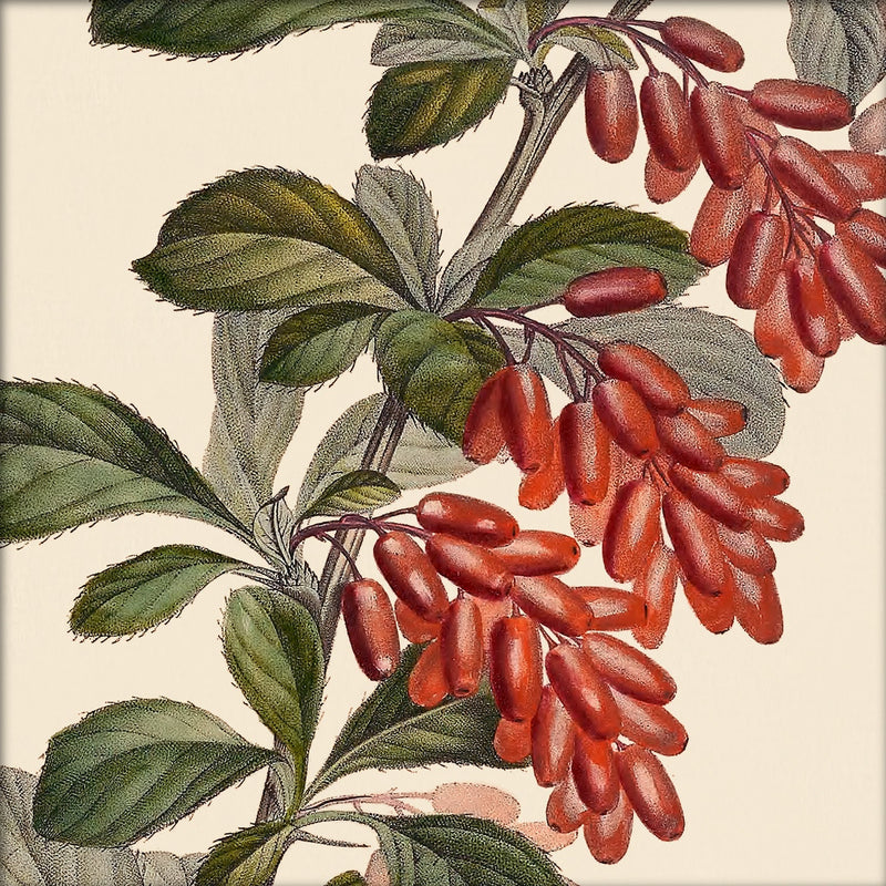 Epine Vinette Close Up. Mini Print