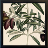 Olive Close Up. Mini Print