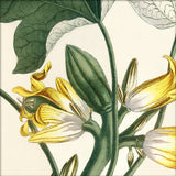 Papaya Close Up. Mini Print