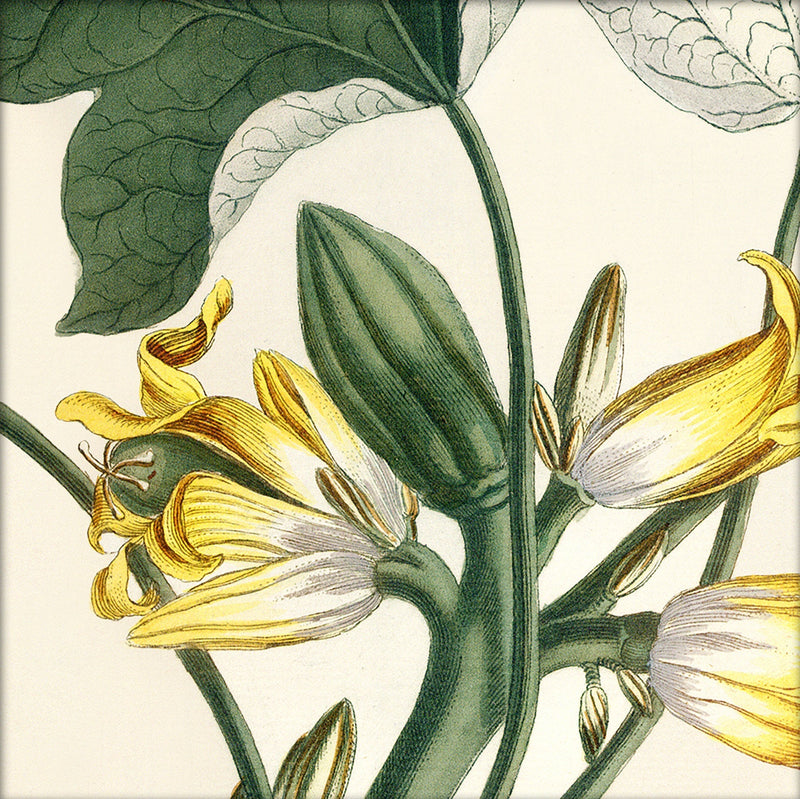 Papaya Close Up. Mini Print