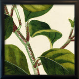 Piper Close Up. Mini Print