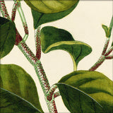 Piper Close Up. Mini Print