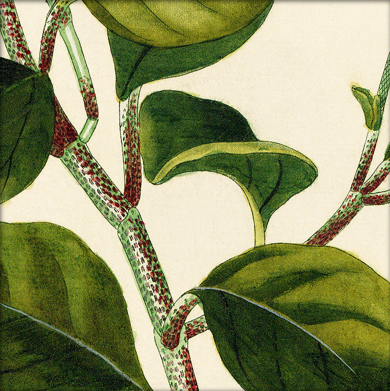 Piper Close Up. Mini Print