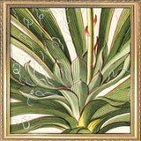 Yucca Close Up. Mini Print