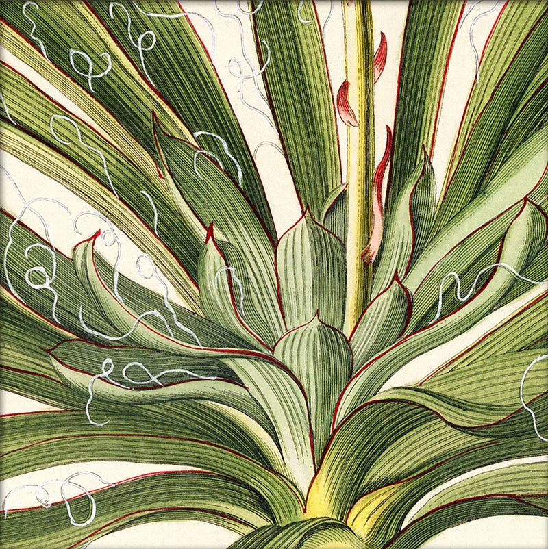 Yucca Close Up. Mini Print