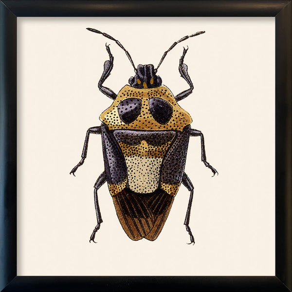 Beetle. Mini Print