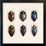 Six Beetles. Mini Print