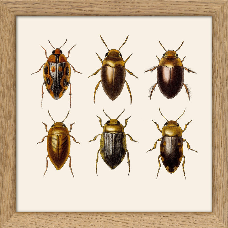 Six Beetles. Mini Print