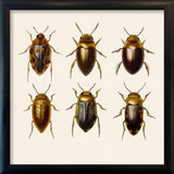 Six Beetles. Mini Print
