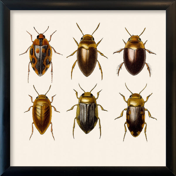 Six Beetles. Mini Print
