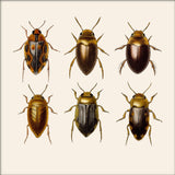 Six Beetles. Mini Print