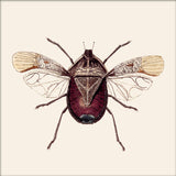 Dark Red Insect. Mini Print