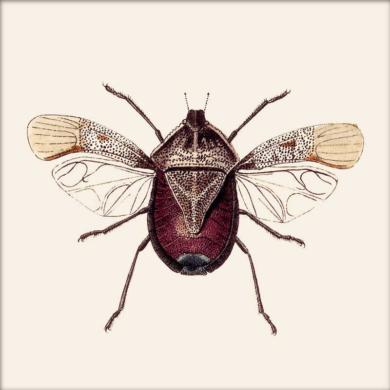 Dark Red Insect. Mini Print