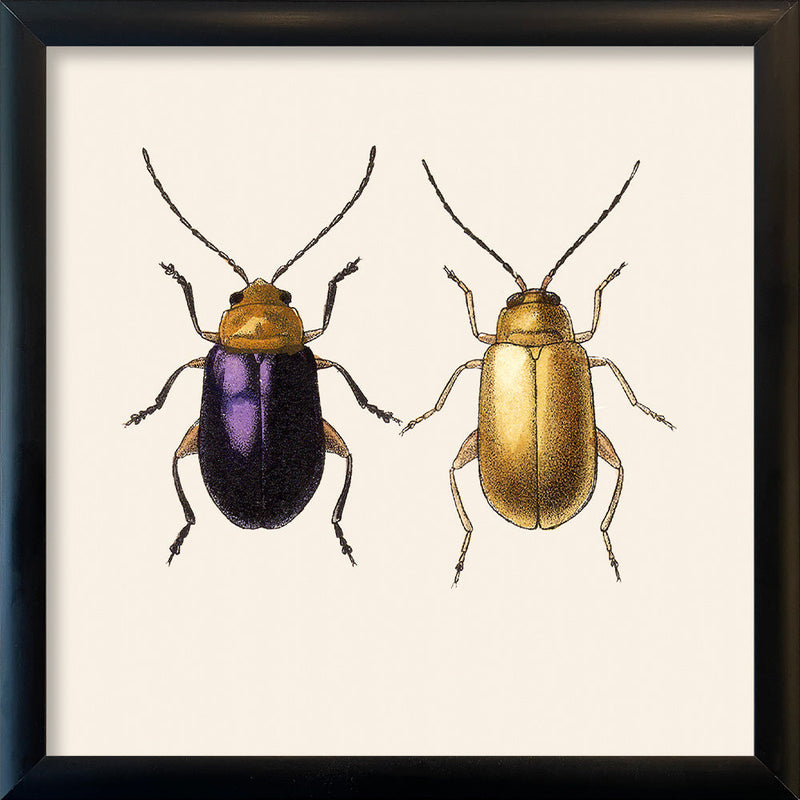 Purple and Gold Beetles. Mini Print