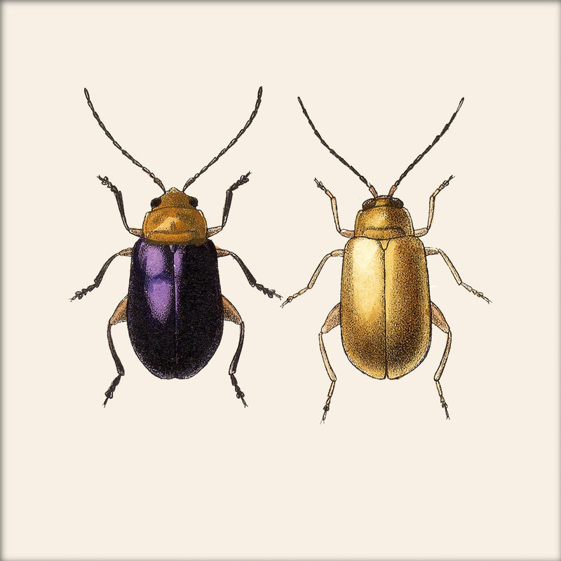 Purple and Gold Beetles. Mini Print