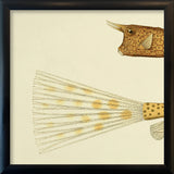 Longhorn Cowfish Head and Tail. Mini Print