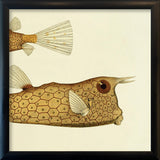 Longhorn Cowfish (Ostracion Cornutus) Tail and Head. Mini Print