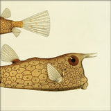 Longhorn Cowfish (Ostracion Cornutus) Tail and Head. Mini Print