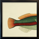 Ohua (Stethojulis Albovittata)Tail. Mini Print