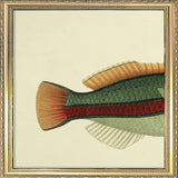 Ohua (Stethojulis Albovittata)Tail. Mini Print