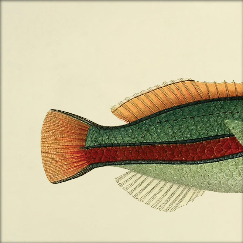 Ohua (Stethojulis Albovittata)Tail. Mini Print