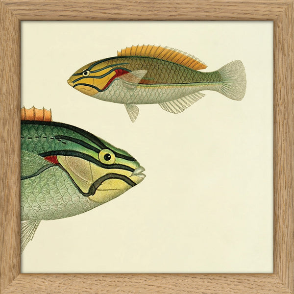 Ohua (Stethojulis Albovittata) Head and Wrasse (Stethojulis Castum). Mini Print