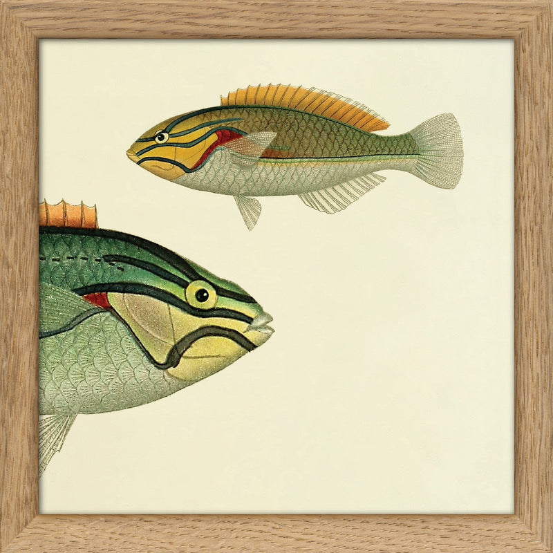Ohua (Stethojulis Albovittata) Head and Wrasse (Stethojulis Castum). Mini Print