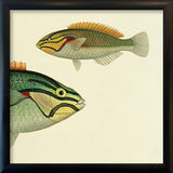Ohua (Stethojulis Albovittata) Head and Wrasse (Stethojulis Castum). Mini Print