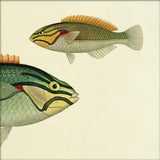 Ohua (Stethojulis Albovittata) Head and Wrasse (Stethojulis Castum). Mini Print