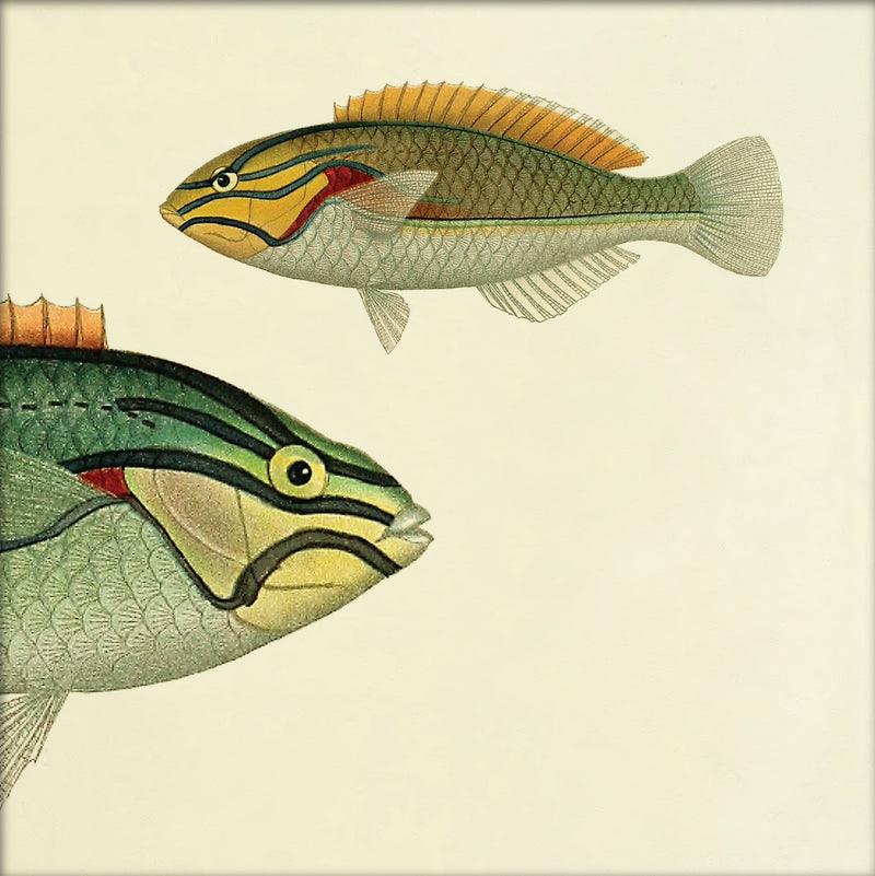 Ohua (Stethojulis Albovittata) Head and Wrasse (Stethojulis Castum). Mini Print