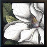 White Magnolia Close Up. Mini Print