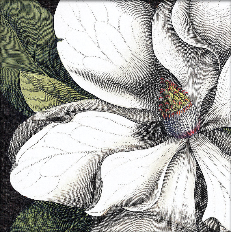 White Magnolia Close Up. Mini Print