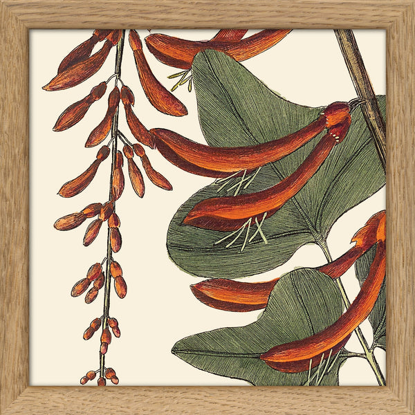 Red Corallodendrum Close Up. Mini Print