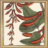 Red Corallodendrum Close Up. Mini Print