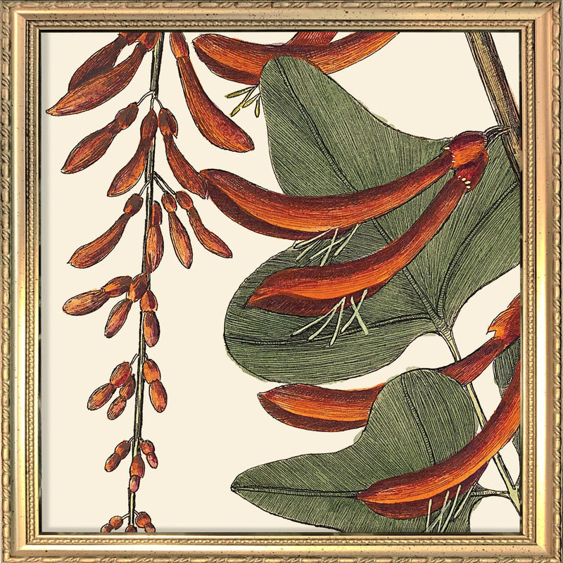 Red Corallodendrum Close Up. Mini Print